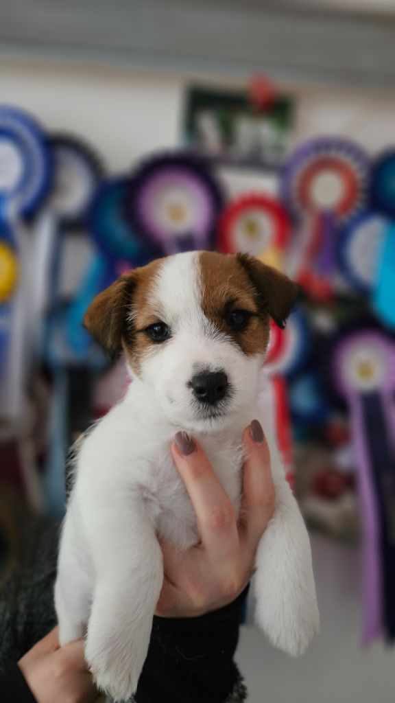 Les landes ecossaises - Chiot disponible  - Jack Russell Terrier