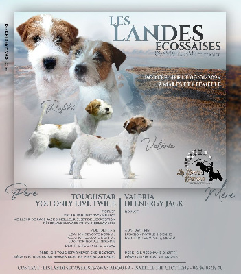 Les landes ecossaises - Jack Russell Terrier - Portée née le 09/01/2024