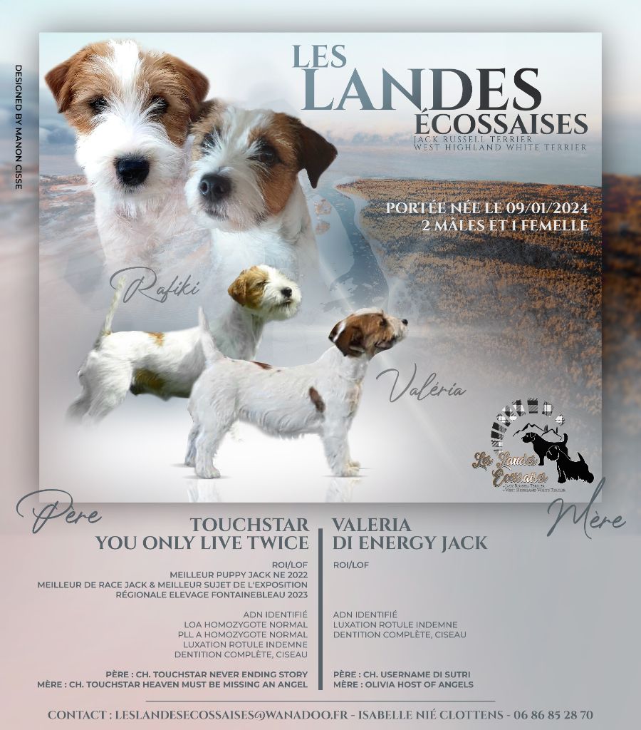 chiot Jack Russell Terrier Les landes ecossaises