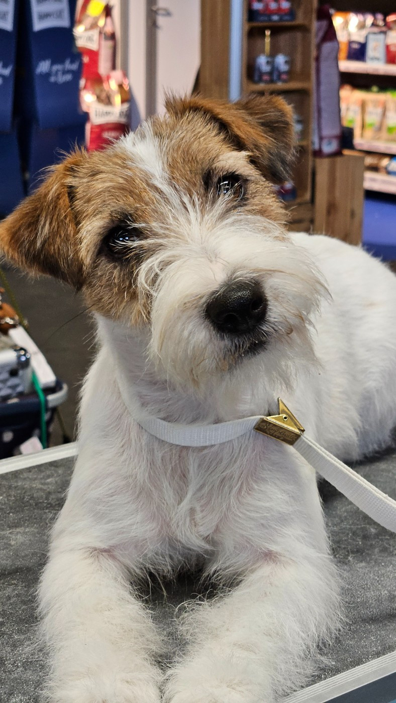 Viva la Vida Les landes ecossaises