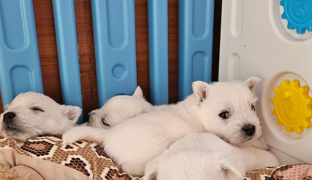 Les landes ecossaises - Chiots disponibles - West Highland White Terrier