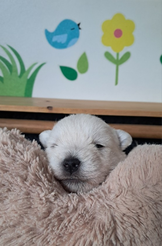 Les landes ecossaises - Chiots disponibles - West Highland White Terrier
