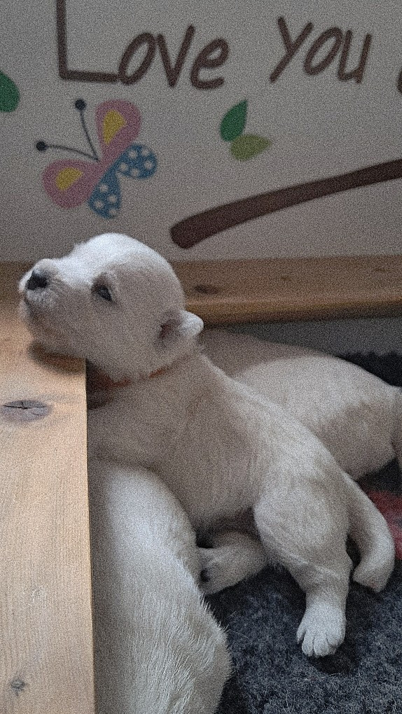 Les landes ecossaises - Chiots disponibles - West Highland White Terrier