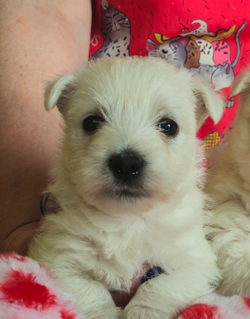 Les landes ecossaises - Chiots disponibles - West Highland White Terrier