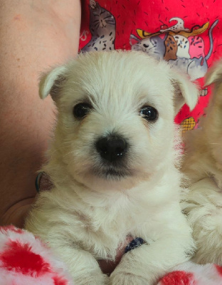 CHIOT 3