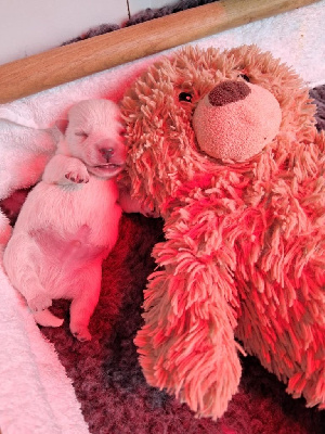 CHIOT 1