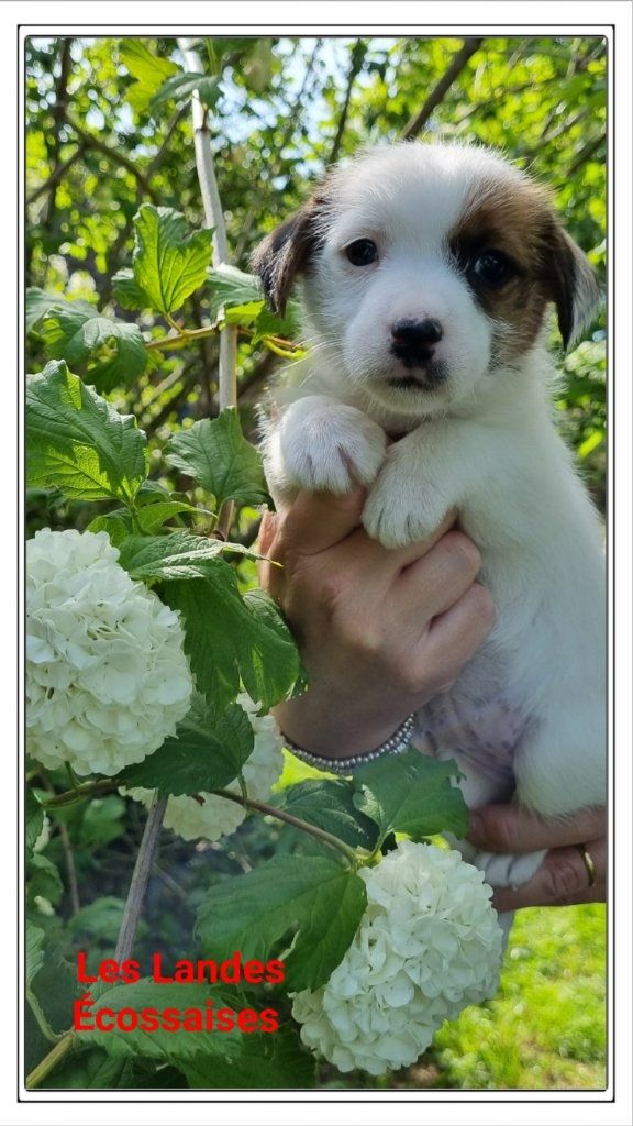 Les landes ecossaises - Chiots disponibles - Jack Russell Terrier