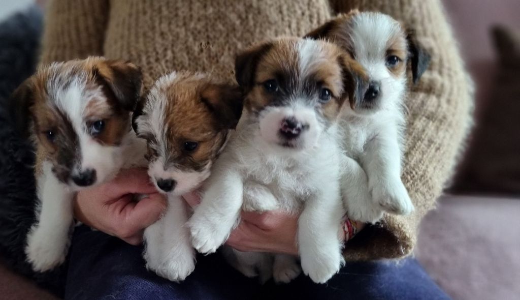 Les landes ecossaises - Jack Russell Terrier - Portée née le 07/01/2022