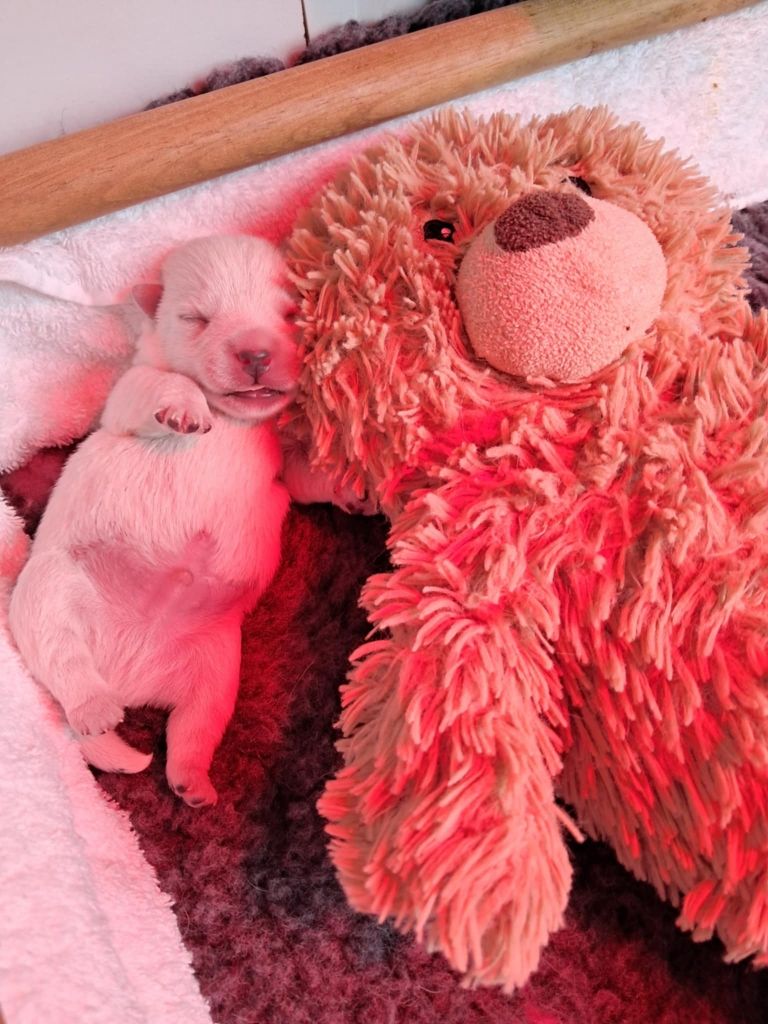 Les landes ecossaises - Chiots disponibles - West Highland White Terrier